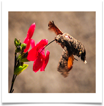 COMMENDED Hummingbird moth - Carol Sparkes